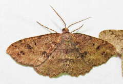 Melanolophia signataria