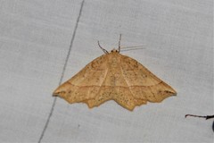 Euchlaena tigrinaria