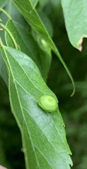 Pachypsylla celtidisumbilicus