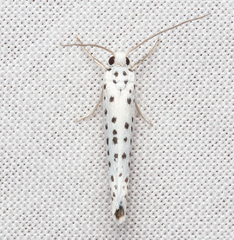 Yponomeuta multipunctella