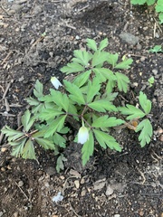Anemonoides nemorosa