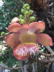 Couroupita guianensis