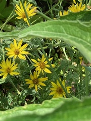 Heterotheca hirsuta