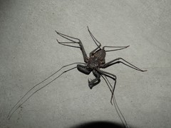 Phrynus operculatus