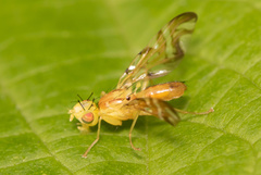 Strauzia longipennis