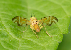 Strauzia longipennis