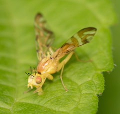 Strauzia longipennis