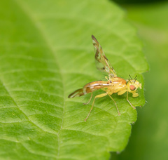 Strauzia longipennis