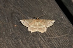 Euchlaena tigrinaria