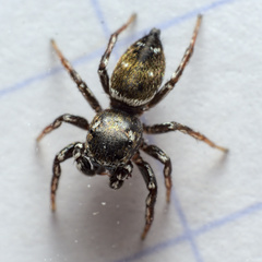 Heliophanus tribulosus