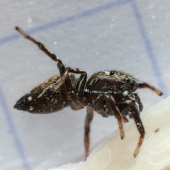 Heliophanus tribulosus