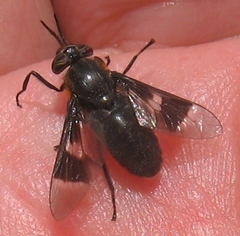 Chrysops cincticornis