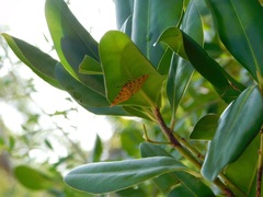 Phaedropsis stictigramma