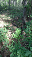 Pantherophis alleghaniensis