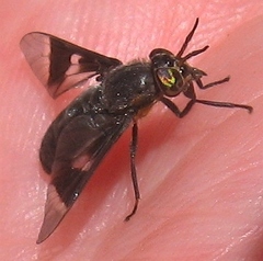 Chrysops cincticornis