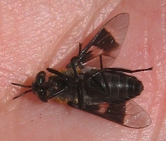 Chrysops cincticornis
