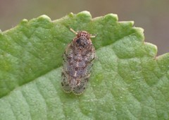 Tachycixius pilosus