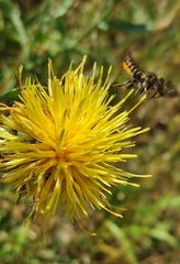 Helicosmia