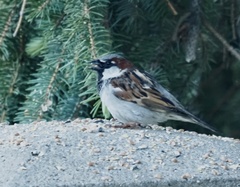 Passer domesticus