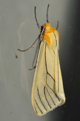 Spilosoma pelopea