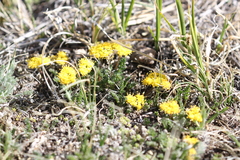 Oreoxis alpina