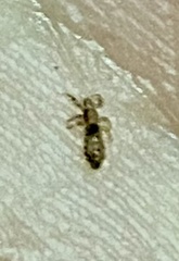 Pediculus humanus capitis