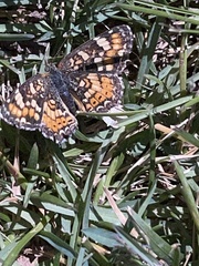Phyciodes pulchella camillus