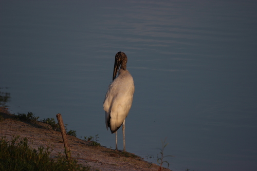 Ciconiidae image