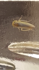 Cicadellidae