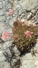 Dudleya viscida