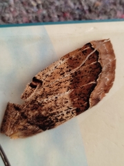 Arsenurinae