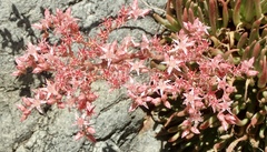 Dudleya viscida