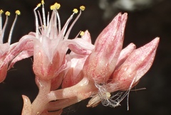 Dudleya viscida