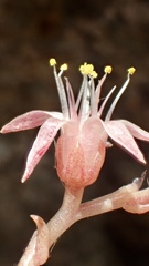 Dudleya viscida