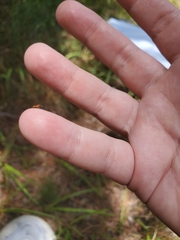 Pseudomyrmex pallidus