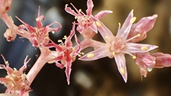 Dudleya viscida