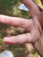 Pseudomyrmex pallidus