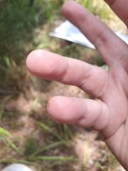 Pseudomyrmex pallidus