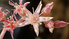 Dudleya viscida