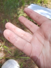 Pseudomyrmex pallidus