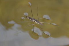 Aquarius conformis