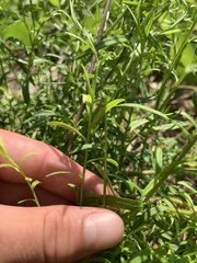 Sericocarpus linifolius