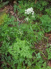 Ligusticum apiifolium