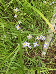 Houstonia serpyllifolia