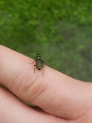 Agonum octopunctatum