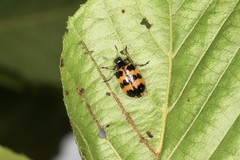 Chrysomela interrupta