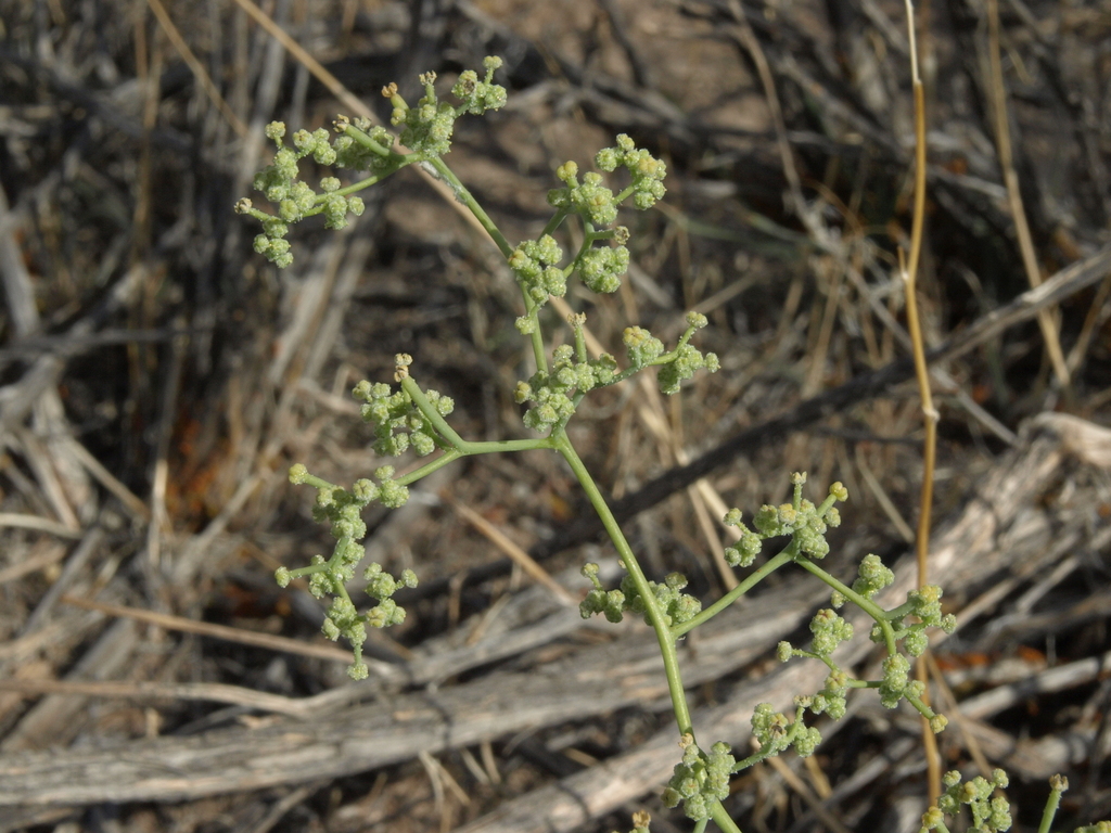 Nevada Goosefoot