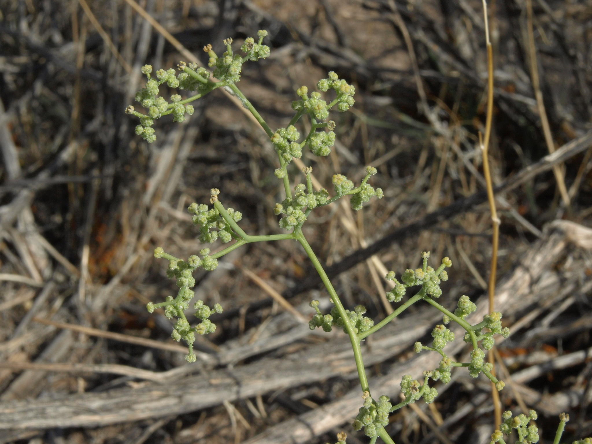 Chenopodium nevadense