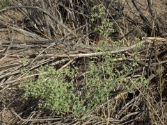 Chenopodium nevadense