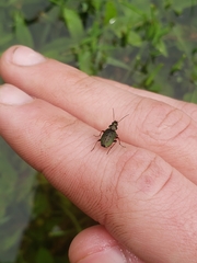 Agonum octopunctatum